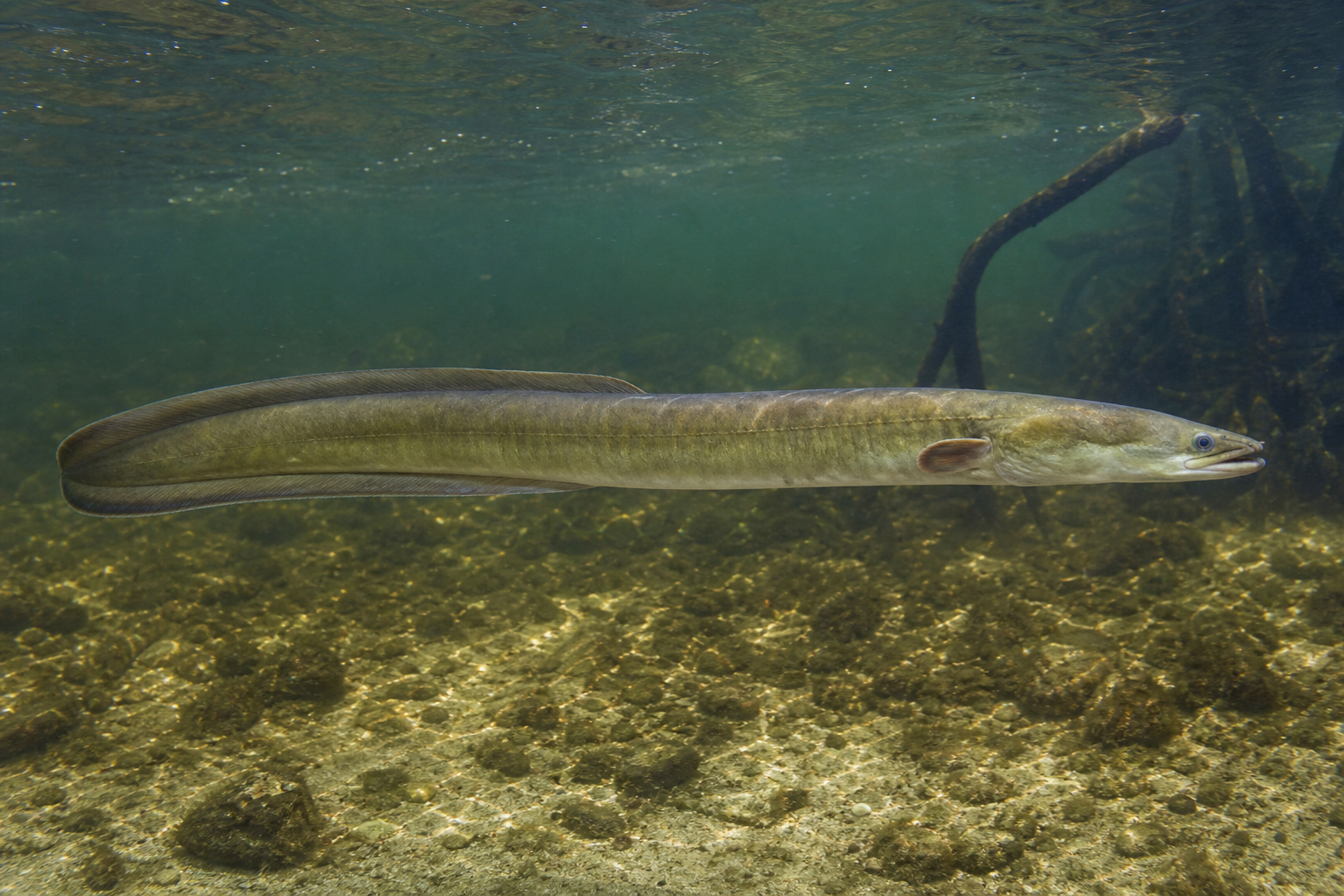 American eel showing its long olive body, small pectoral fins, and continuous tail fin