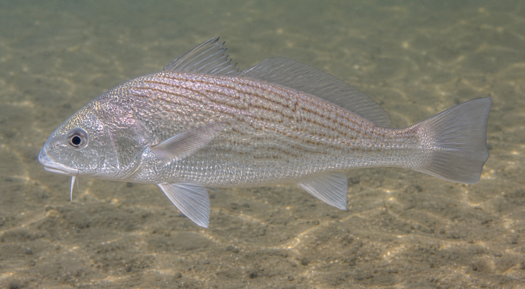Atlantic croaker showing wavy diagonal lines and small chin barbels