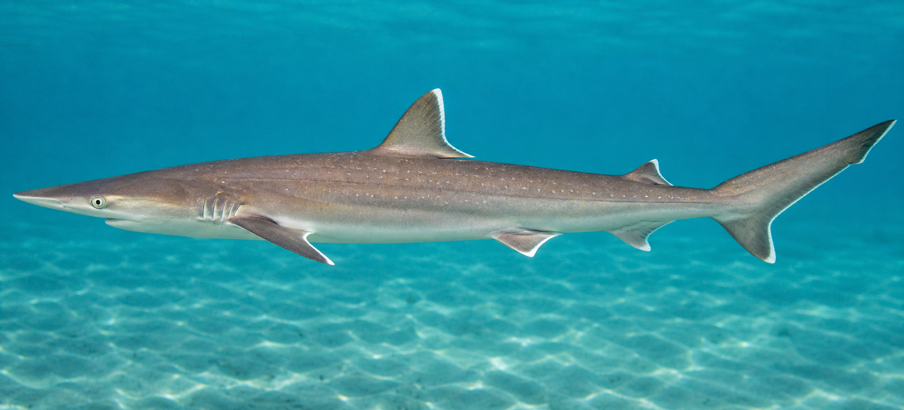 Atlantic sharpnose shark with a pointed snout and small pale side spots