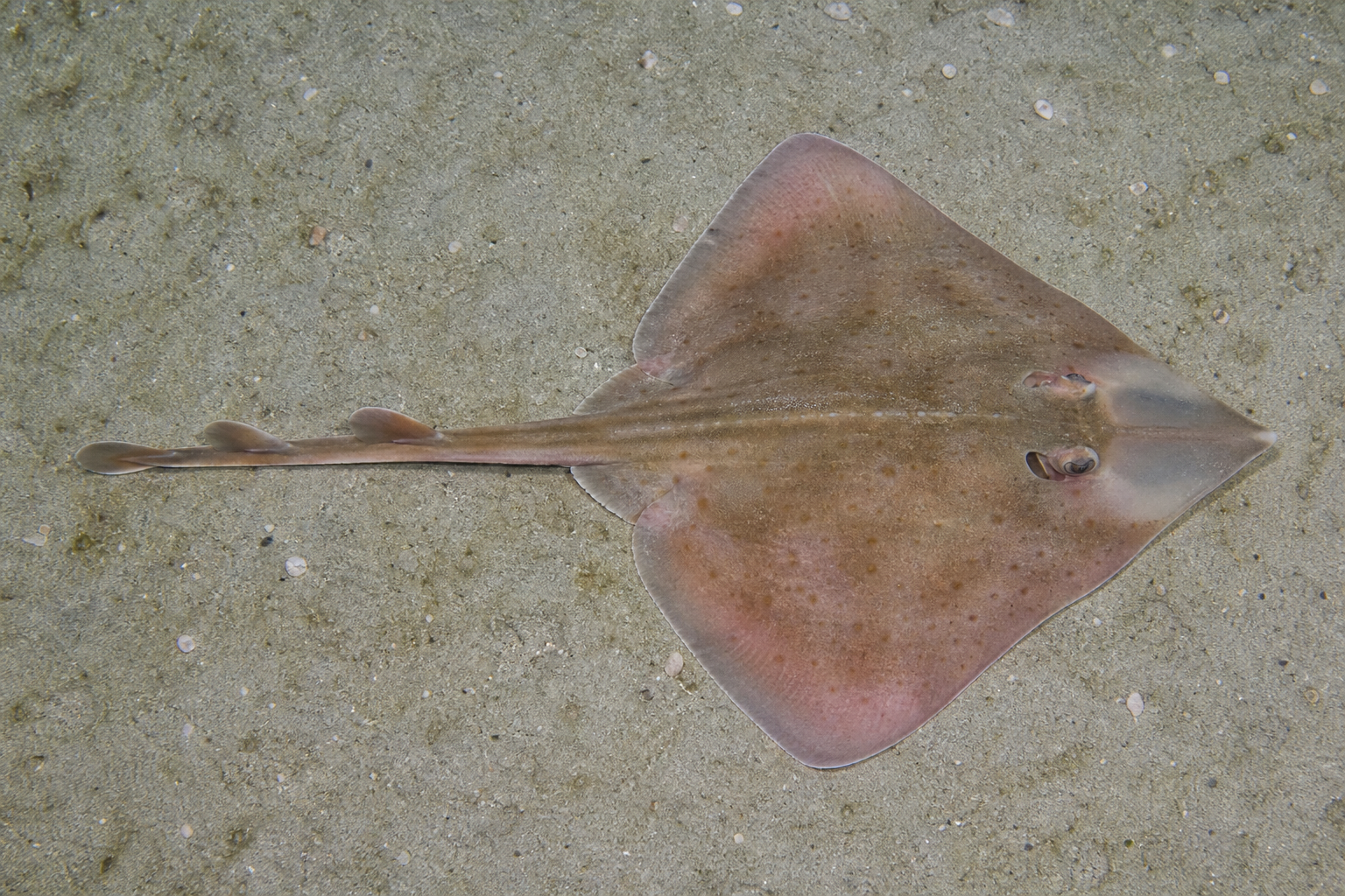 Clearnose skate with translucent patches beside its pointed snout