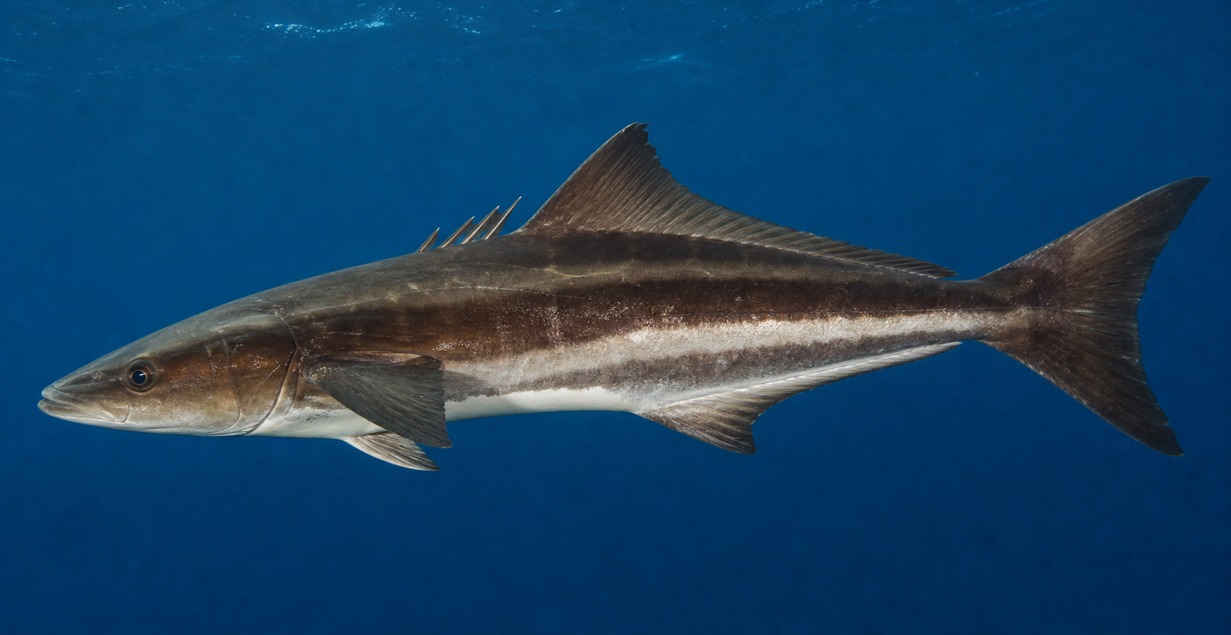 Cobia showing its broad head and pale horizontal side bands