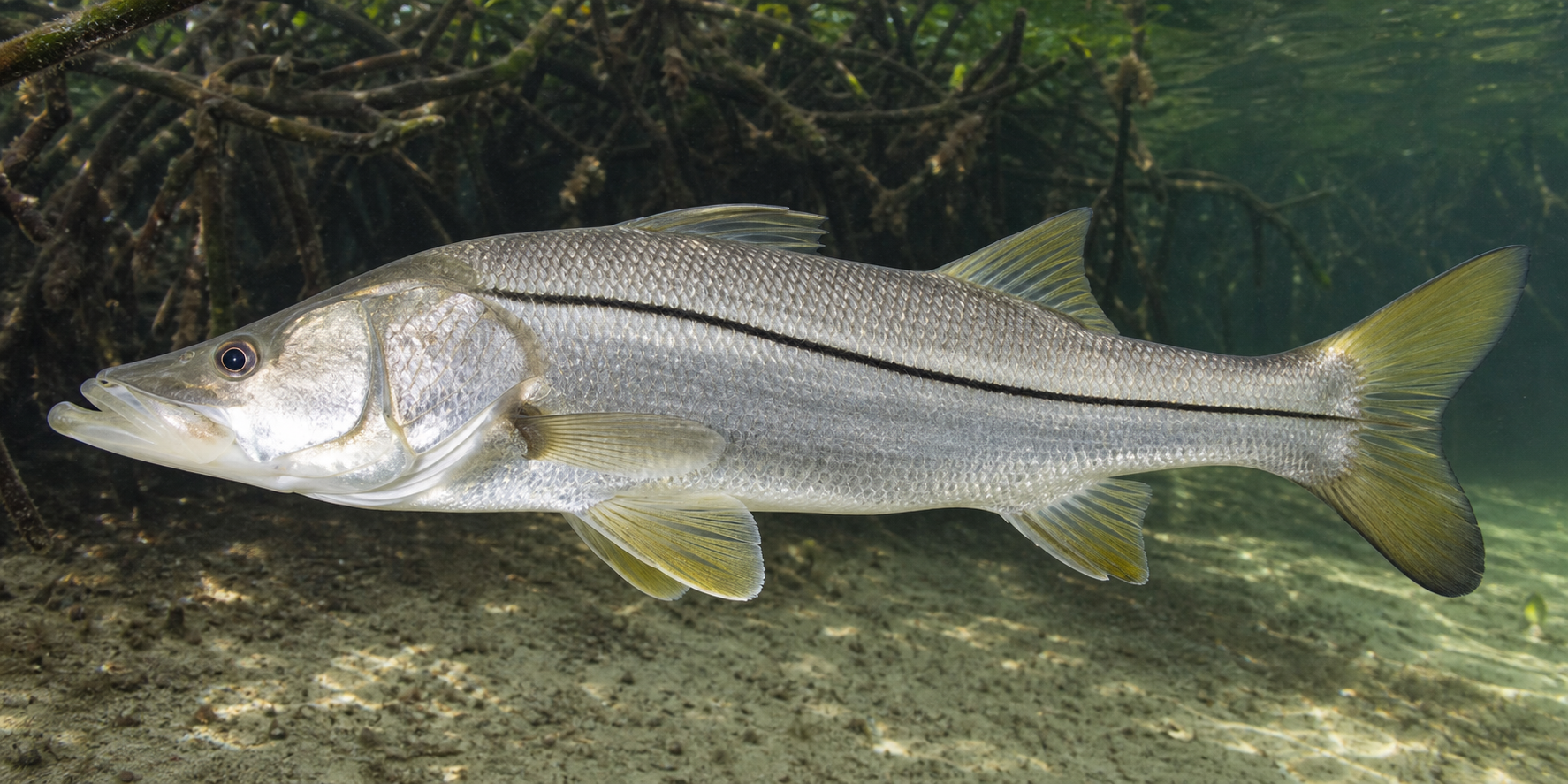 Common snook showing its bold black lateral line