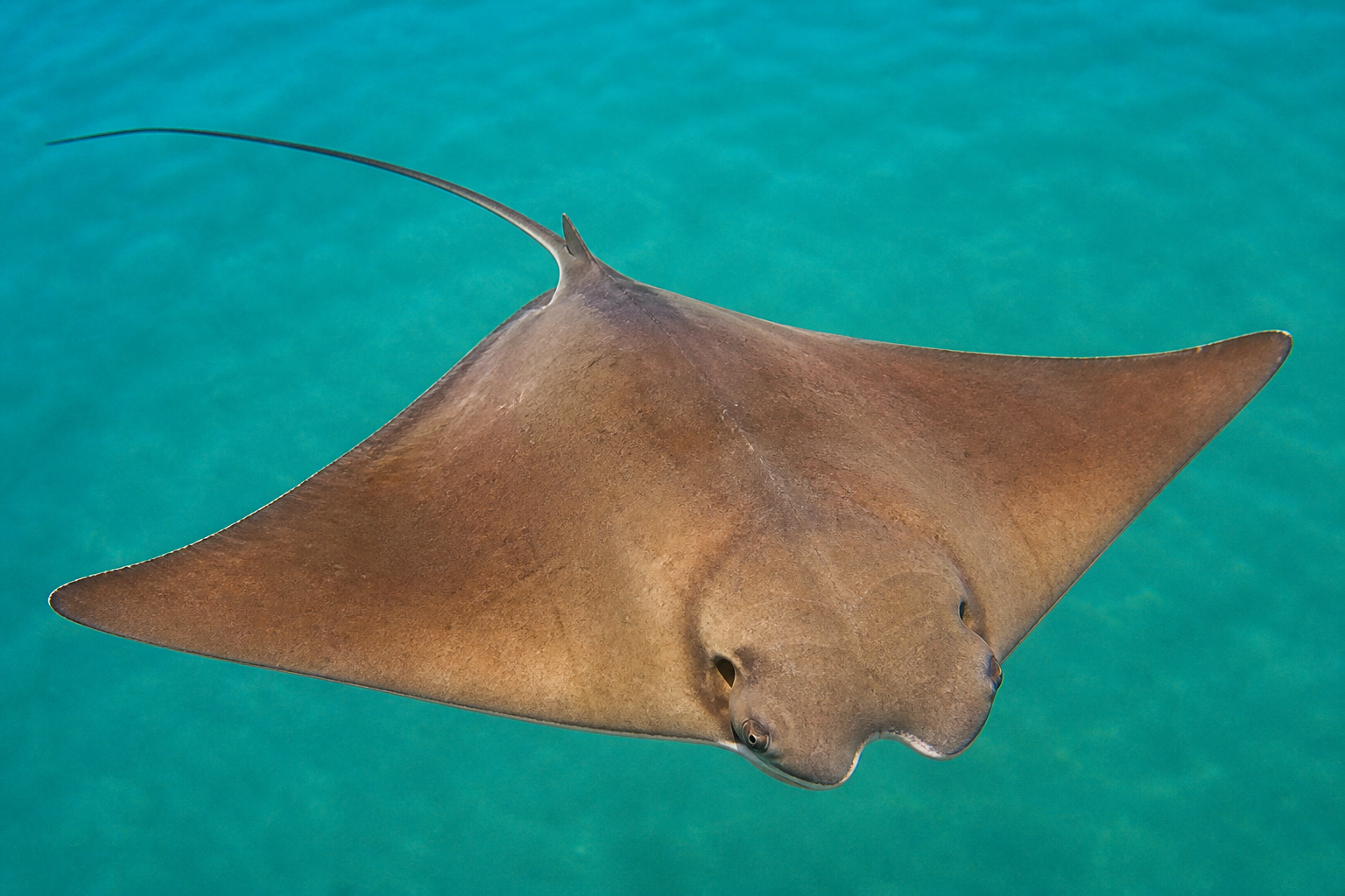 Cownose ray showing a notched forehead and broad pointed wings