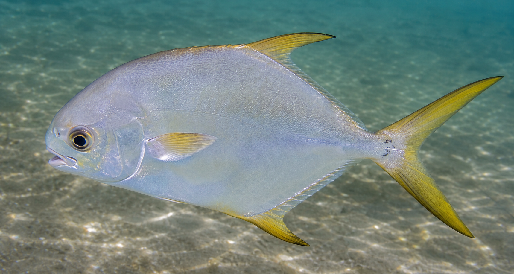 Florida pompano showing its bright silver body and yellow fins
