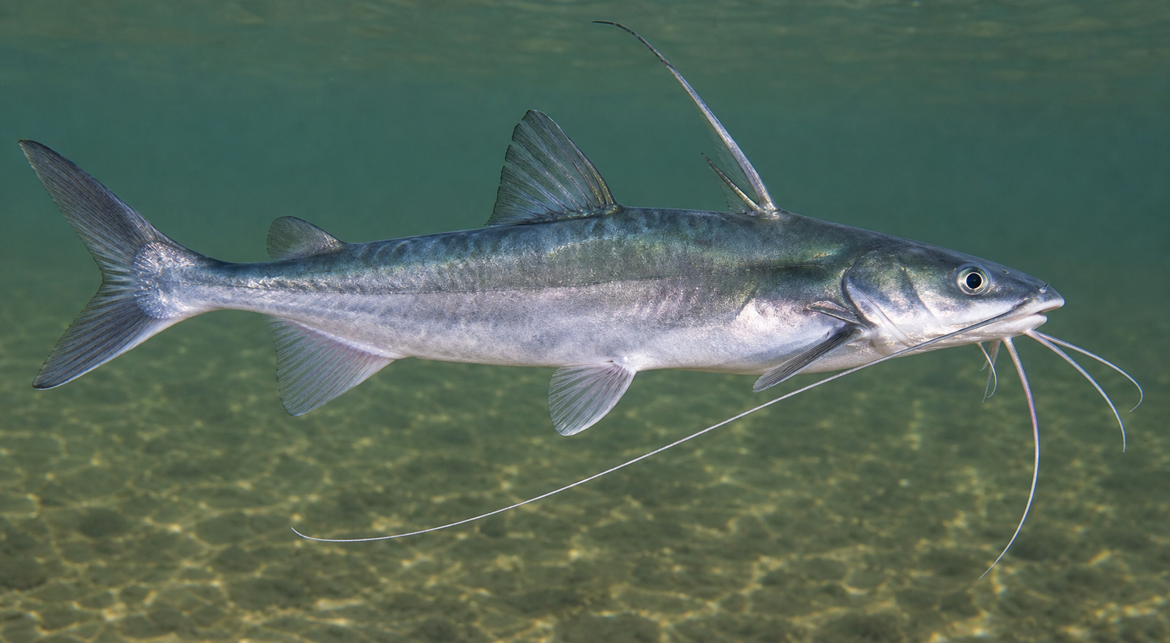 Gafftopsail catfish showing long fleshy fin-spine filaments