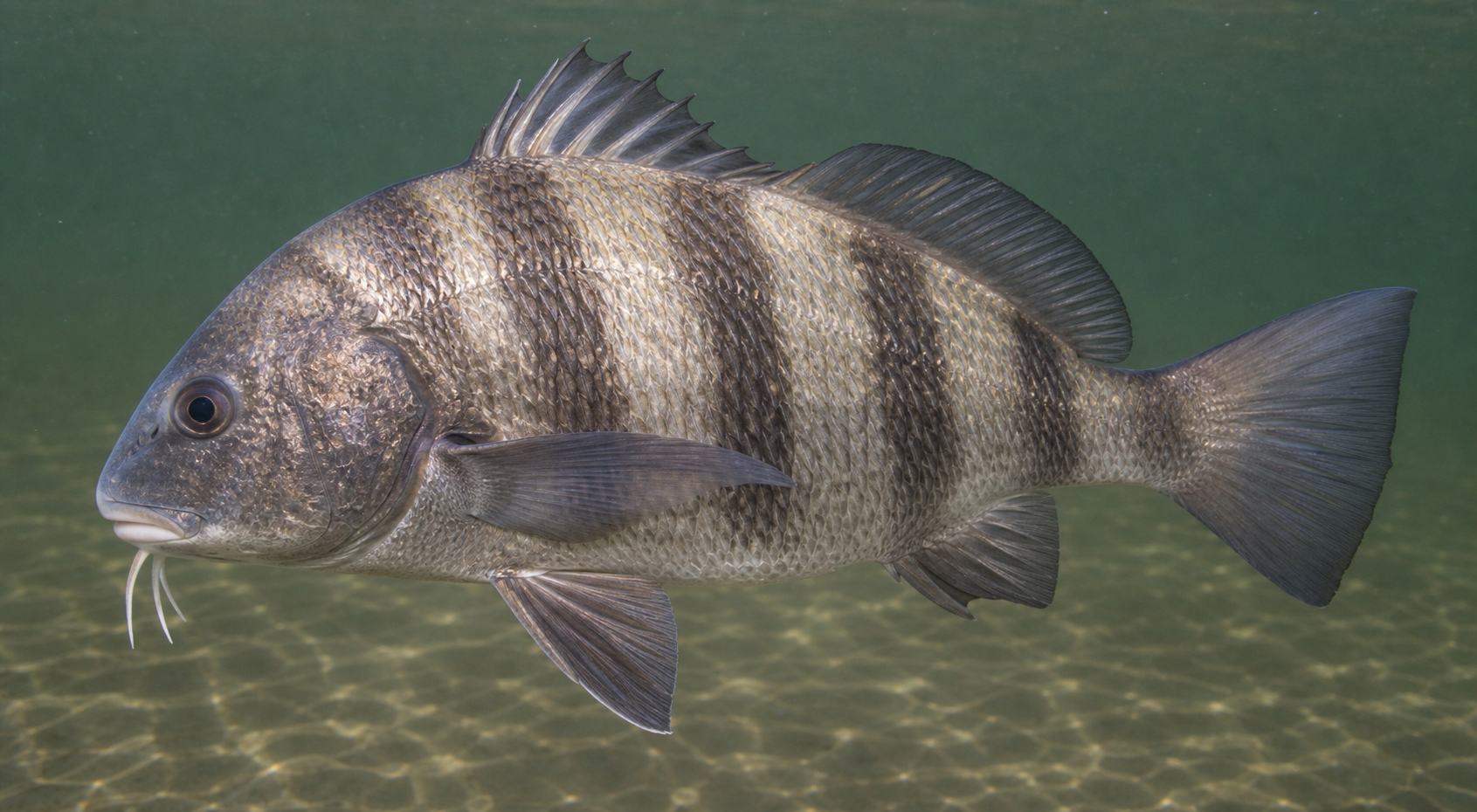 Black drum showing dark bars and chin barbels
