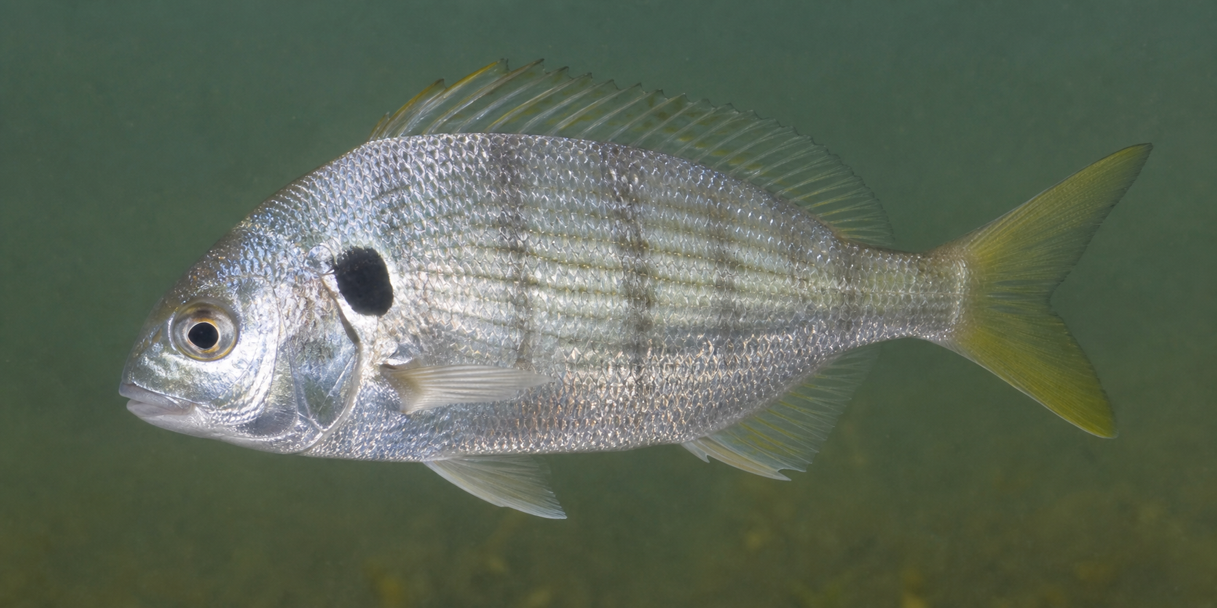 Spot fish showing its distinct black shoulder spot