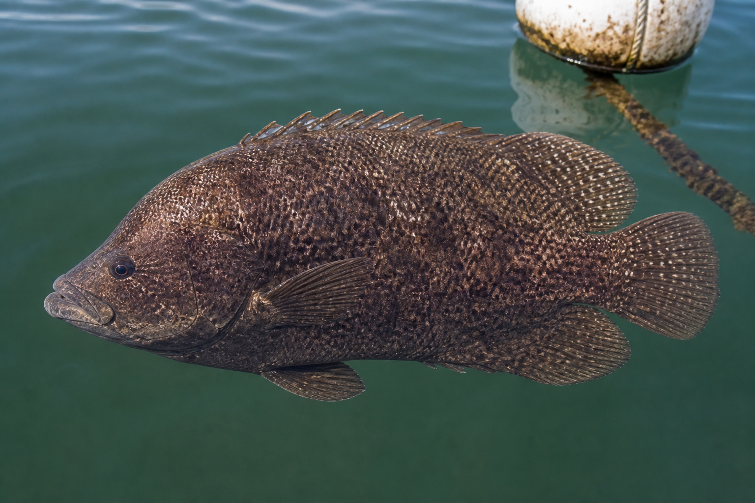 Tripletail showing rounded rear fins that resemble three tails
