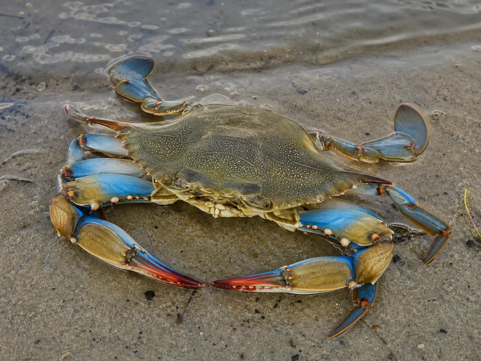Adult Atlantic blue crab showing its blue claws and paddle-shaped rear legs