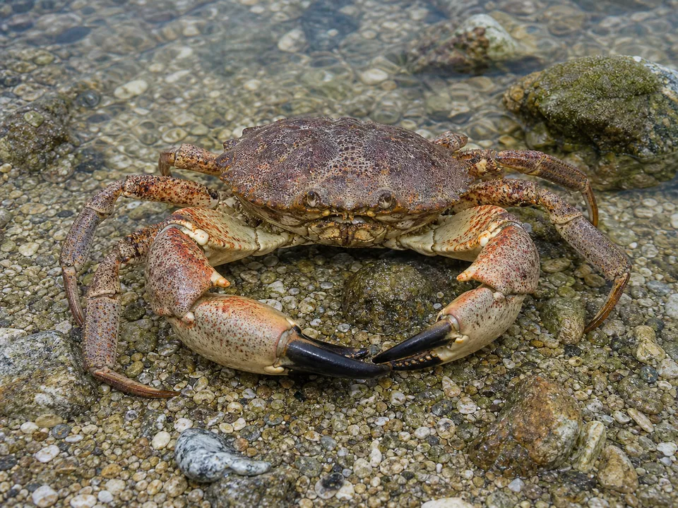 Adult Florida stone crab showing its heavy black-tipped claws